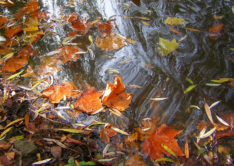 What I Never Knew I Knew